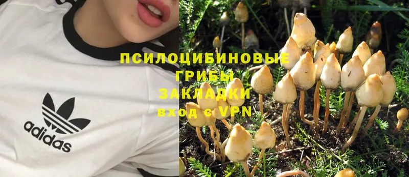 Псилоцибиновые грибы Cubensis  Каменка 